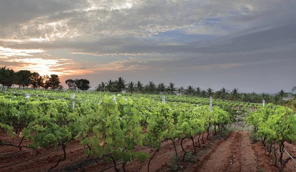 Featured Image of Grover Zampa Vineyards