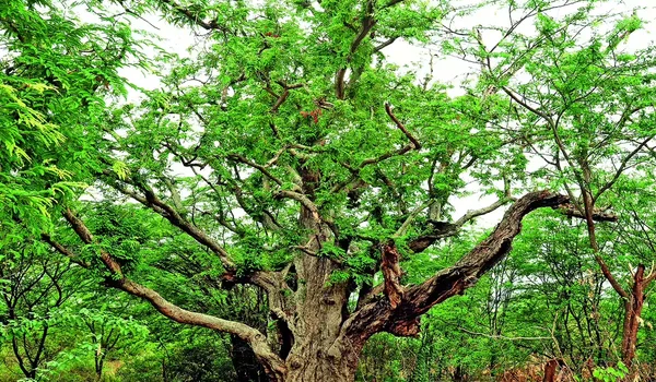 Featured Image of Nallur Tamarind Grove