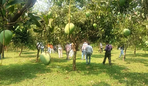 Government Mango Orchard and scenic Nandi belt drives near Devanahalli